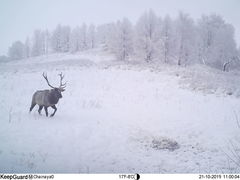 Cervus canadensis sibiricus