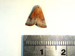 Mataeomera coccophaga