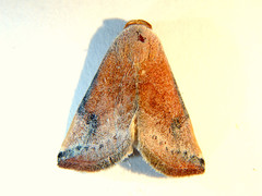 Mataeomera coccophaga