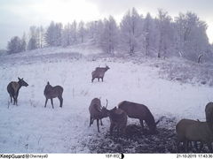 Cervus canadensis sibiricus