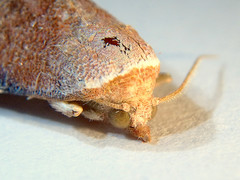 Mataeomera coccophaga