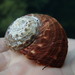 Rough Turban Shell - Photo (c) Mitch Van Dyke, some rights reserved (CC BY), uploaded by Mitch Van Dyke