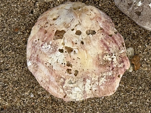 Spondylus violacescens observed 2025-11-04