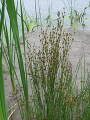 Juncus alpinoarticulatus nodulosus