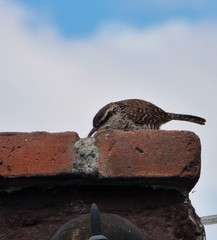 Campylorhynchus jocosus