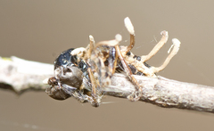 Ophiocordyceps dipterigena