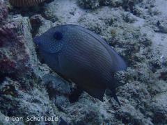 Ctenochaetus cyanocheilus