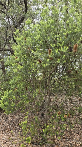 Banksia ericifolia