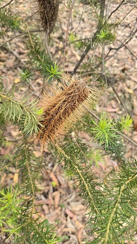 Banksia ericifolia
