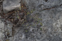 Paronychia lindheimeri