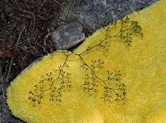 Paronychia lindheimeri