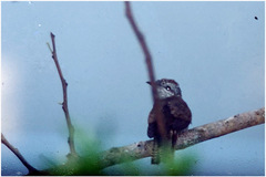 Cacomantis sonneratii