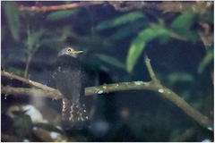 Cuculus micropterus