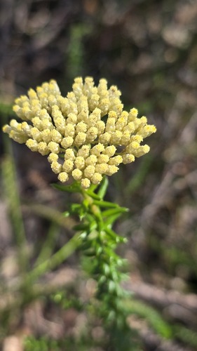 Cassinia denticulata (Cassinia denticulata)