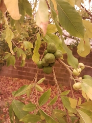 Casimiroa edulis