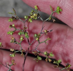 Paronychia lindheimeri