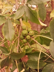 Casimiroa edulis