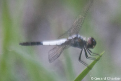 Brachydiplax farinosa