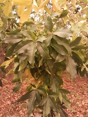Casimiroa edulis