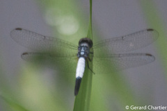 Brachydiplax farinosa