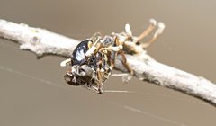 Ophiocordyceps dipterigena