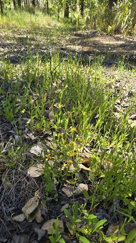 Goodenia paniculata, photograph 3