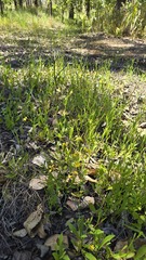 Goodenia paniculata, photograph (c) Petra Holland, some rights reserved (CC BY)
