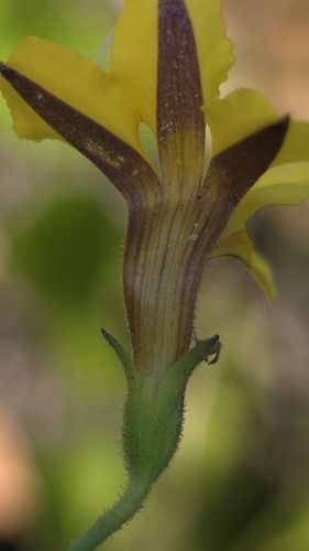 Goodenia paniculata, photograph 4