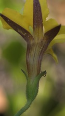 Goodenia paniculata, photograph (c) Petra Holland, some rights reserved (CC BY)