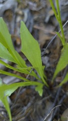 Goodenia paniculata, photograph (c) Petra Holland, some rights reserved (CC BY)