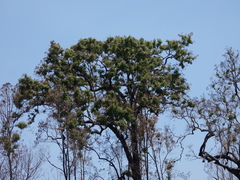 Angophora