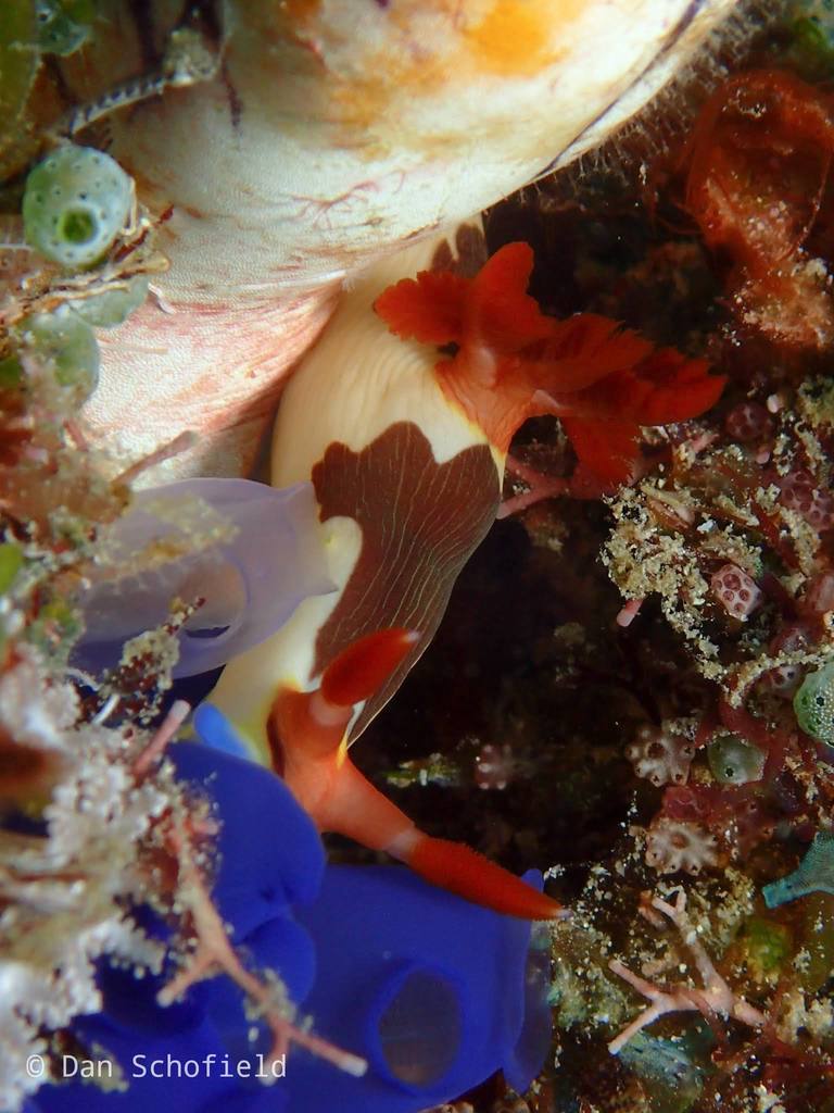 Chamberlain's Nembrotha