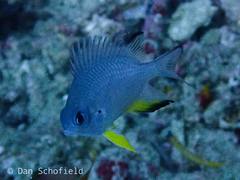 Amblyglyphidodon leucogaster