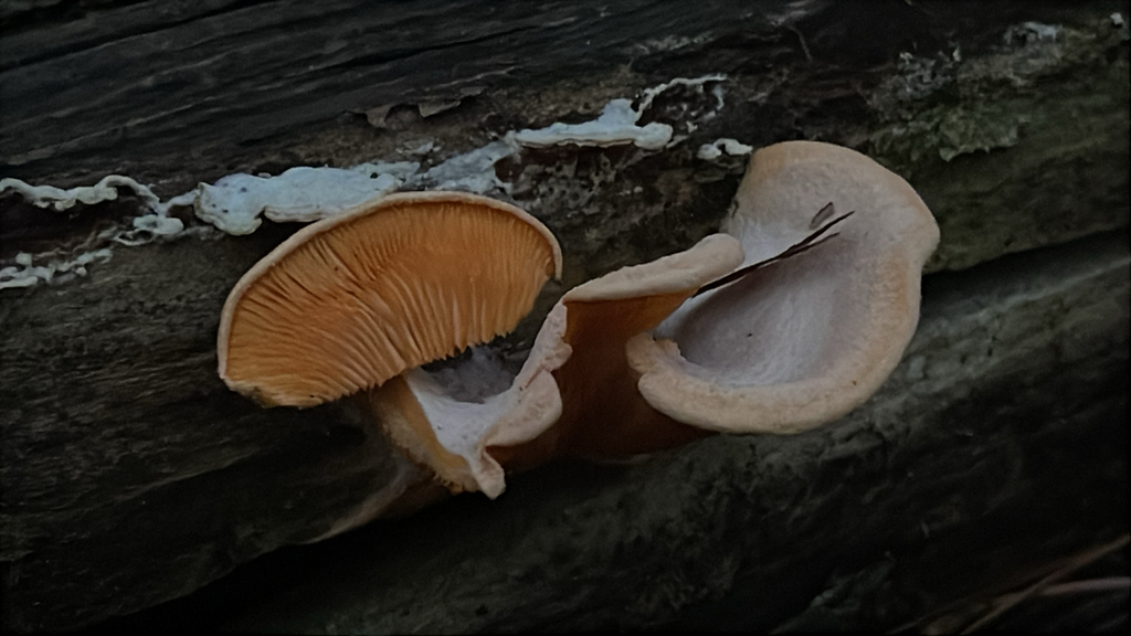 Phyllotopsis nidulans · November 2025 · photo: © peterboyer (iNaturalist, cc-by)