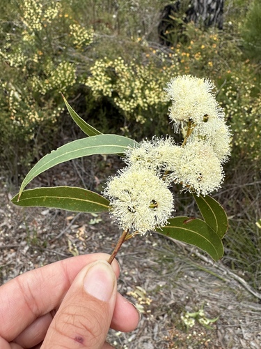 Jarrah (Eucalyptus marginata)