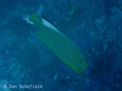 Apolemichthys trimaculatus