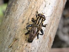Orthoprosopa bilineata