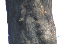 Angophora