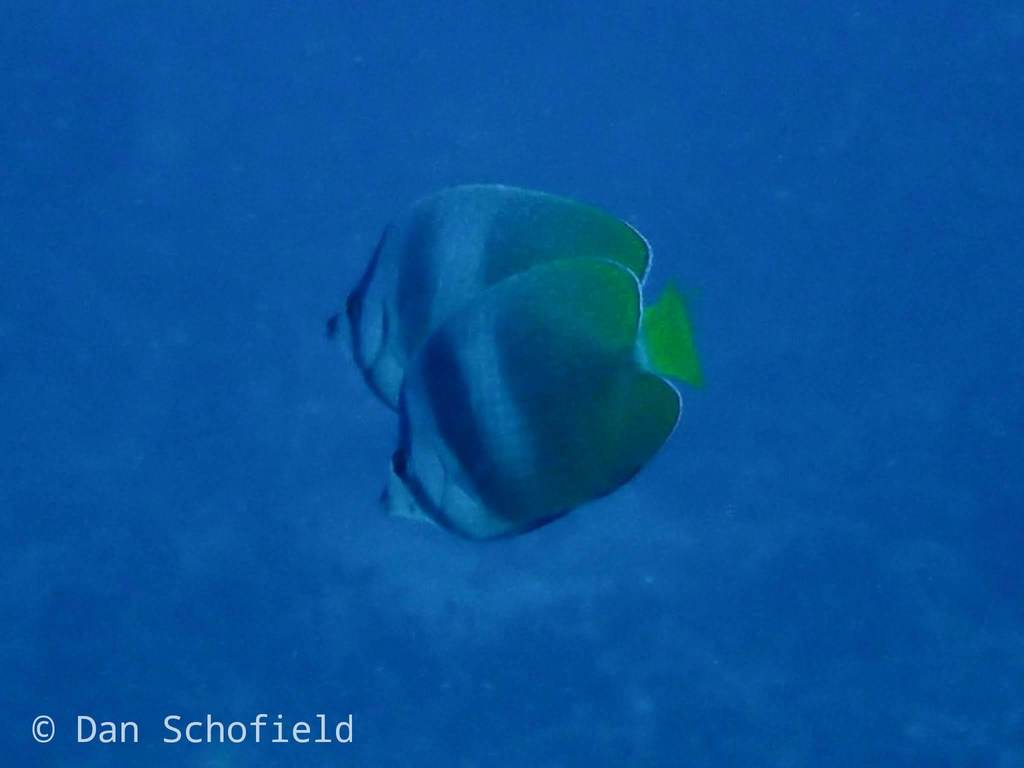 Blacklip Butterflyfish