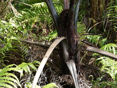 Orthoprosopa bilineata