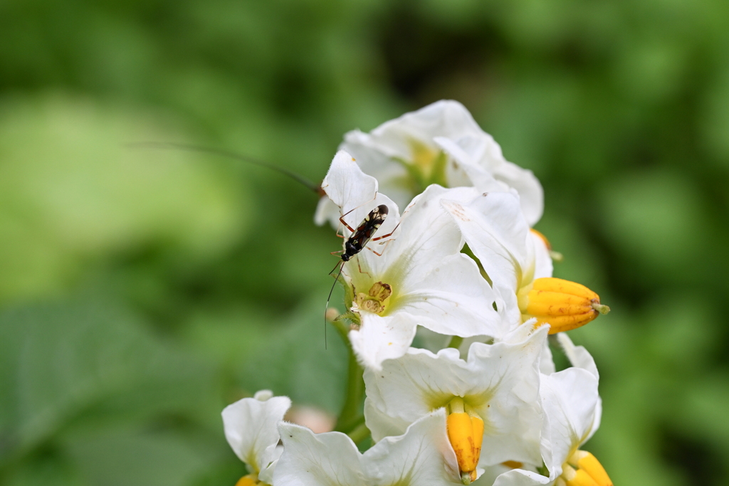 Simuchang Insect Cimicomorph Bugs from 中国湖北省神农架林区 on June 25, 2023 at 09:51 AM by ...
