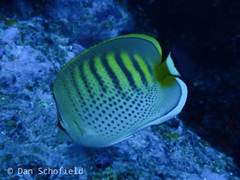 Chaetodon punctatofasciatus