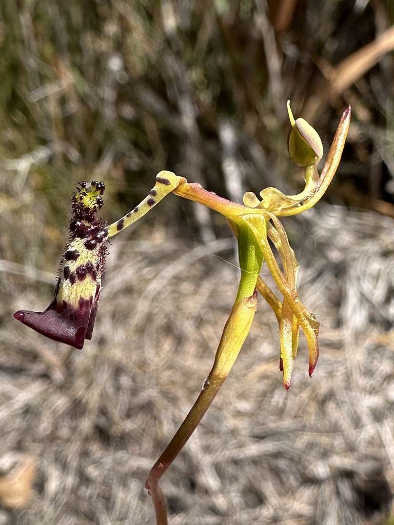 Drakaea livida