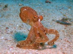 Amphioctopus siamensis