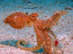 Amphioctopus siamensis