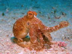Amphioctopus siamensis