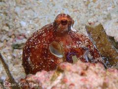 Amphioctopus siamensis