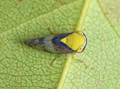 Tartessini