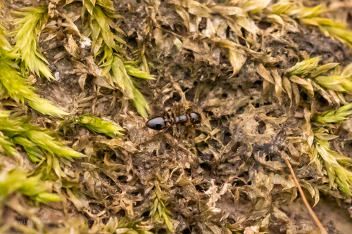 Crematogaster sageiCrematogaster sagei