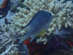 Amblyglyphidodon leucogaster